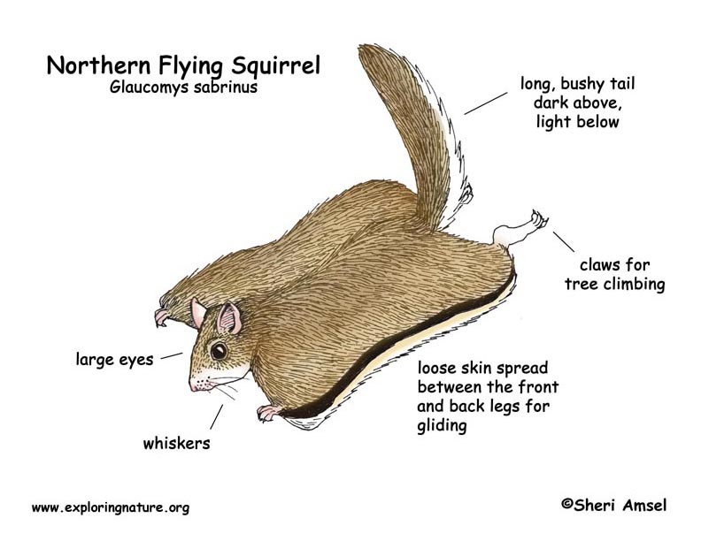 Squirrel Northern Flying squirrel-northern-flying