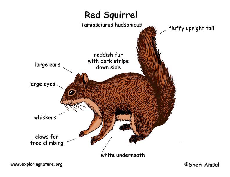 Squirrel (Red)