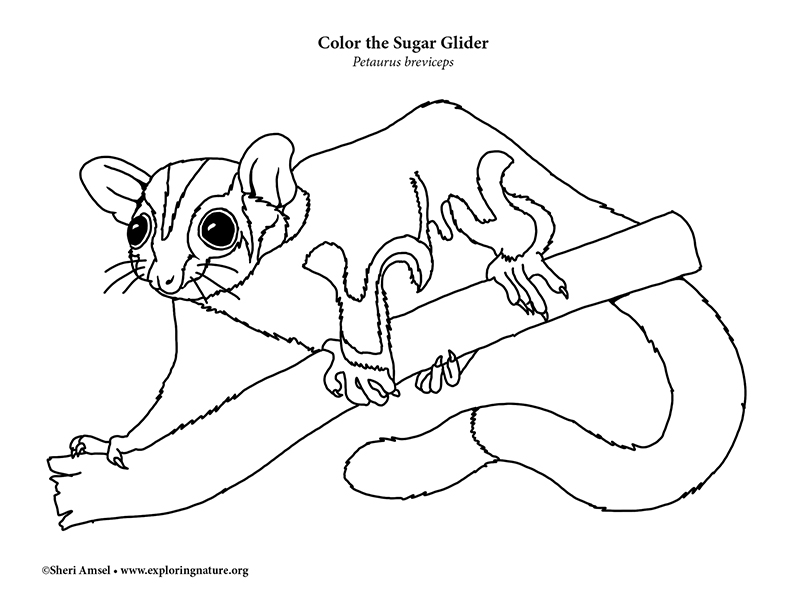 Sugar glider coloring page