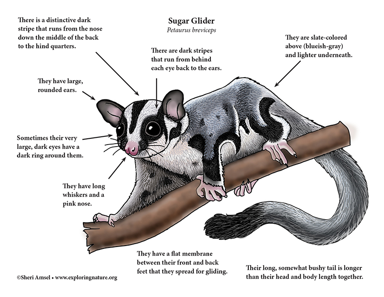 Sugar shop glider feet