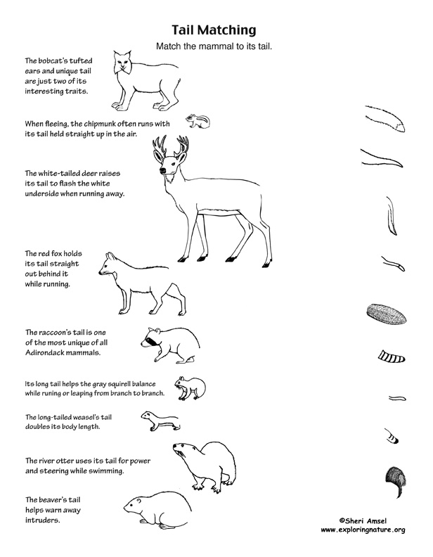 Match the Mammal to Its Tail