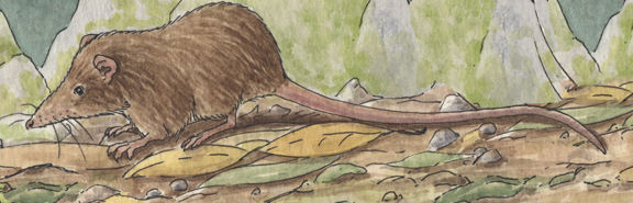 Tenrec (Long-Tailed Shrew )