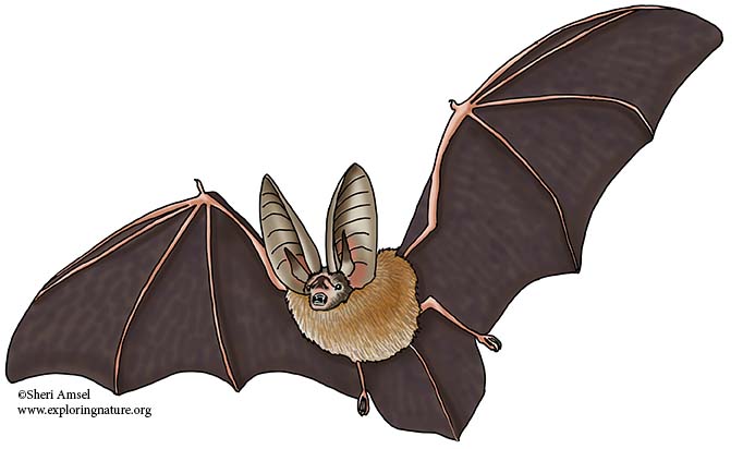 Bat (Townsend’s Big-eared)