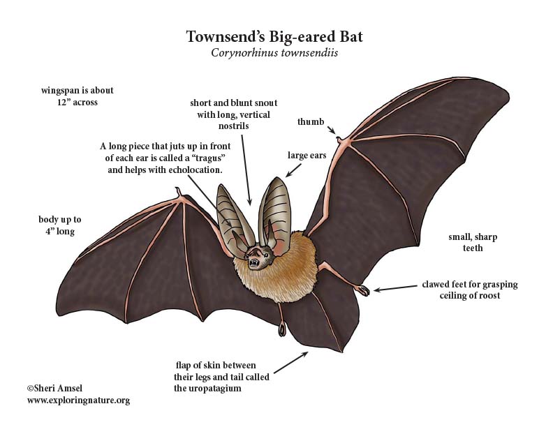 Bat Townsends Big Eared Diagram