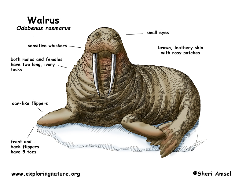 Walrus