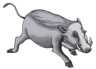 Warthog