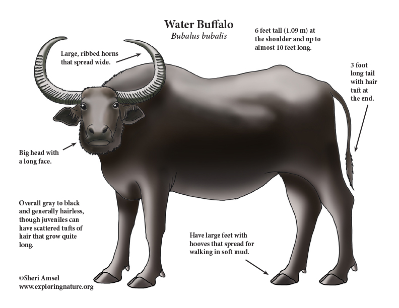 Water Buffalo - Facts and Beyond