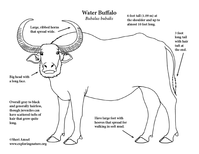 Water Buffalo Coloring Page