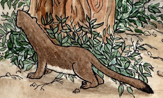 Weasel (Long-tailed) Weasel (Long-tailed)