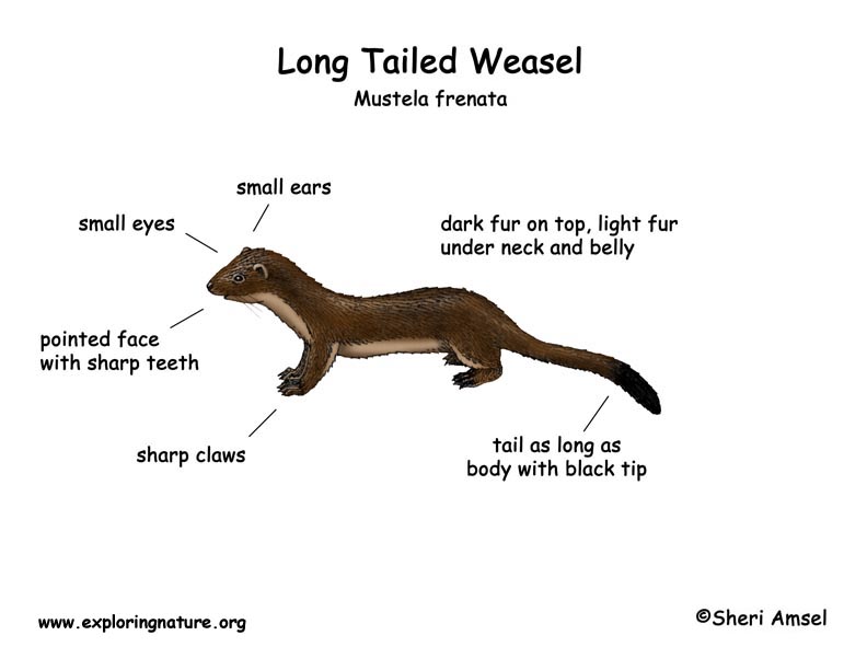 Download Weasel (Long-tailed)