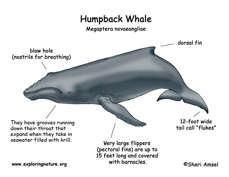 Whale (Humpback)