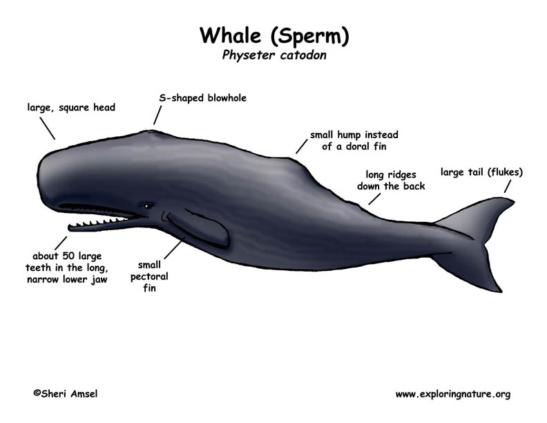 Whale (Sperm)