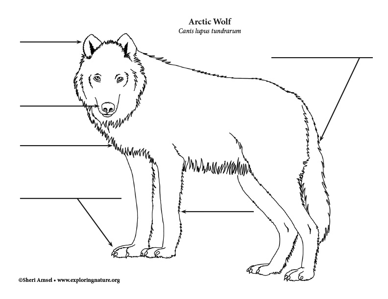 Wolf (Arctic) Labeling Page, Arctic Wolf Labeling Page