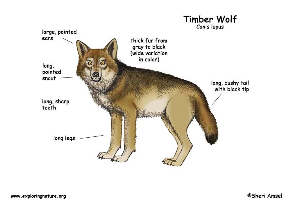 timber wolf color