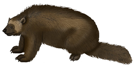 Wolverine Wolverine