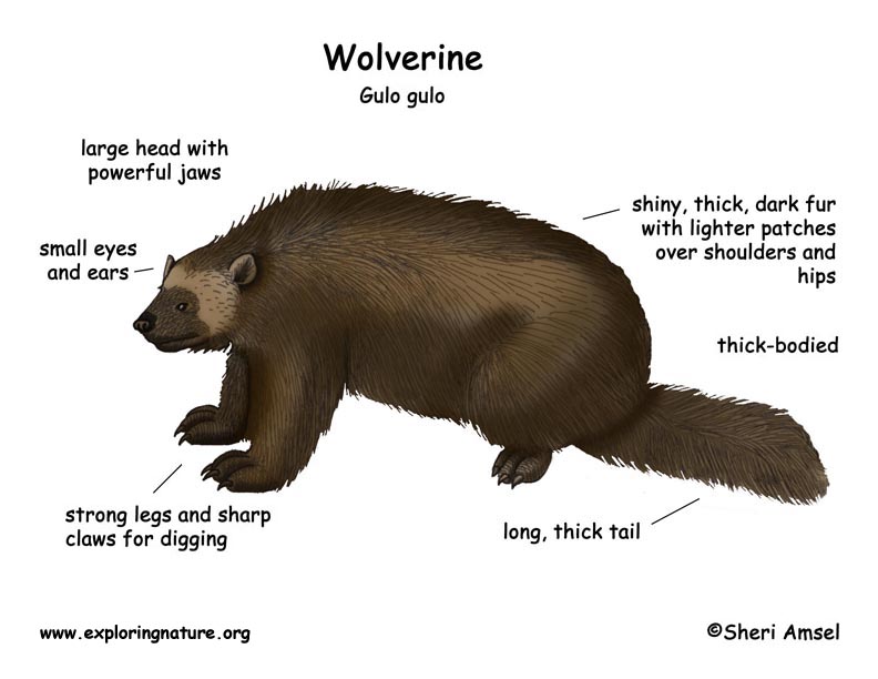 Wolverine Wolverine