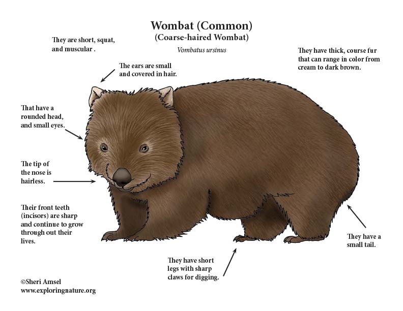 Wombat перевод. Вомбат. Скелет вомбата. Самка вомбата. Вомбат анатомия.