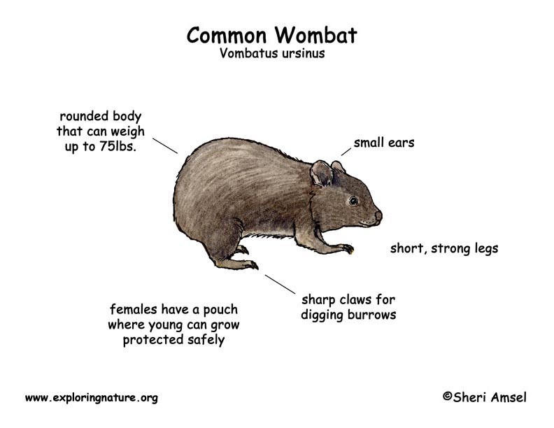 Wombat (Common)