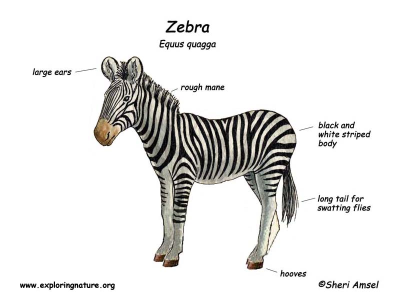 Zebra