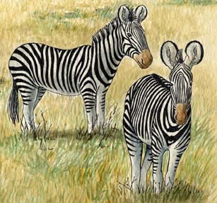Zebra