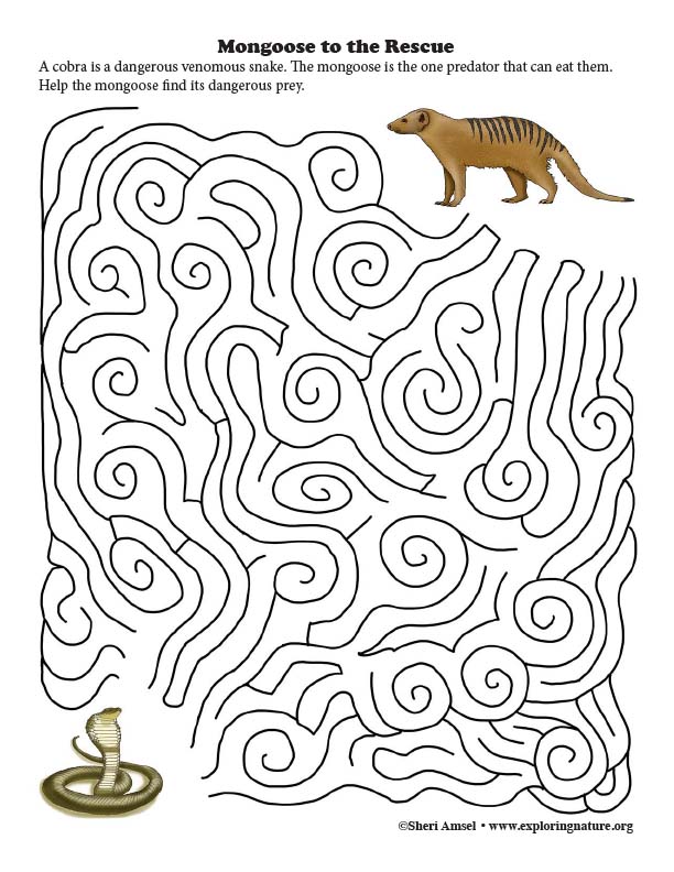 Mongoose  Maze