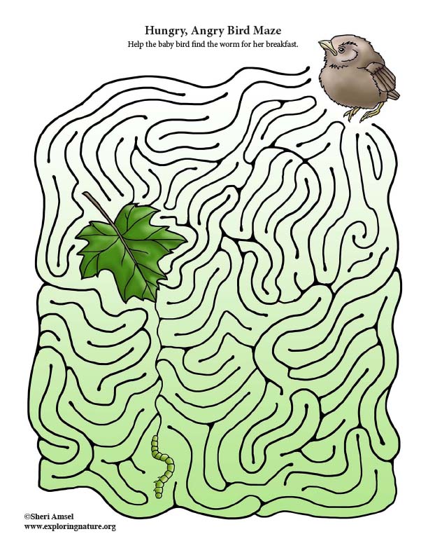 Hungry, Angry Bird Maze