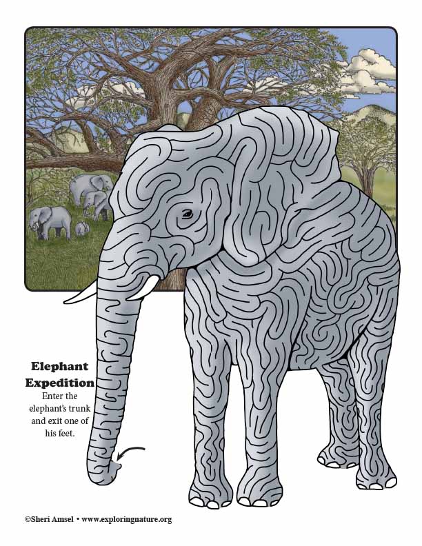 Elephant Maze