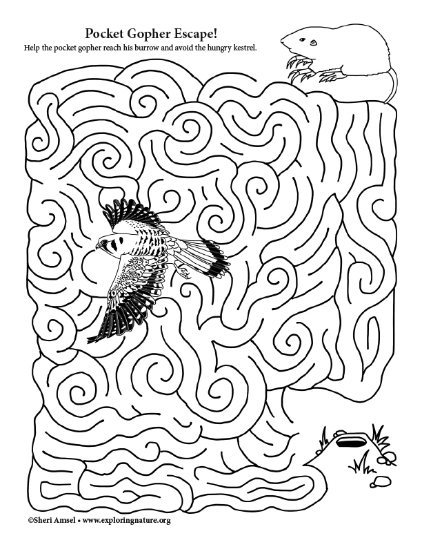Pocket Gopher Escape! Maze