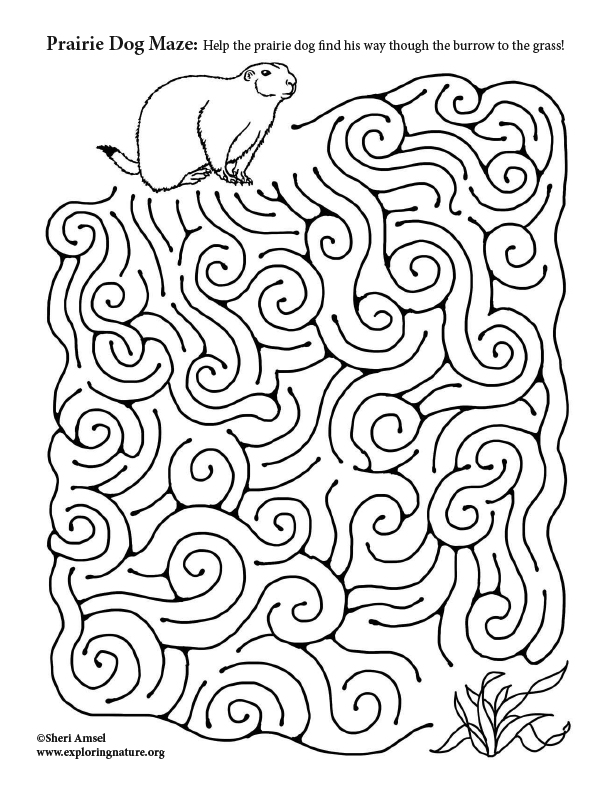 Prairie Dog Maze