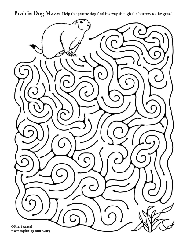 https://www.exploringnature.org/graphics/mazes/prairie_dog_maze72.jpg