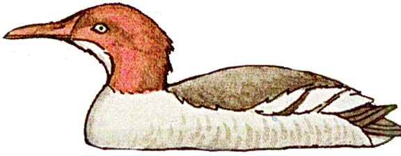 Merganser (Common)