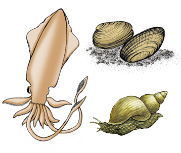 Phylum - Mollusca (Gastropods, Bivalves, Cephalopods)