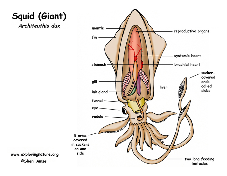 sections of a squid