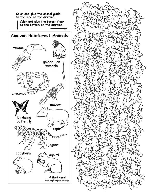 rainforest-layers-worksheets