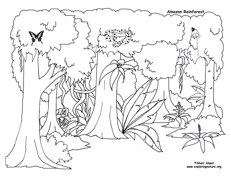 rainforest-diorama-printables-printable-coloring-pages