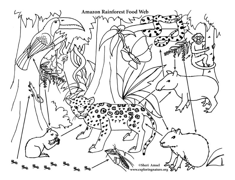 Amazon Rainforest Foodweb