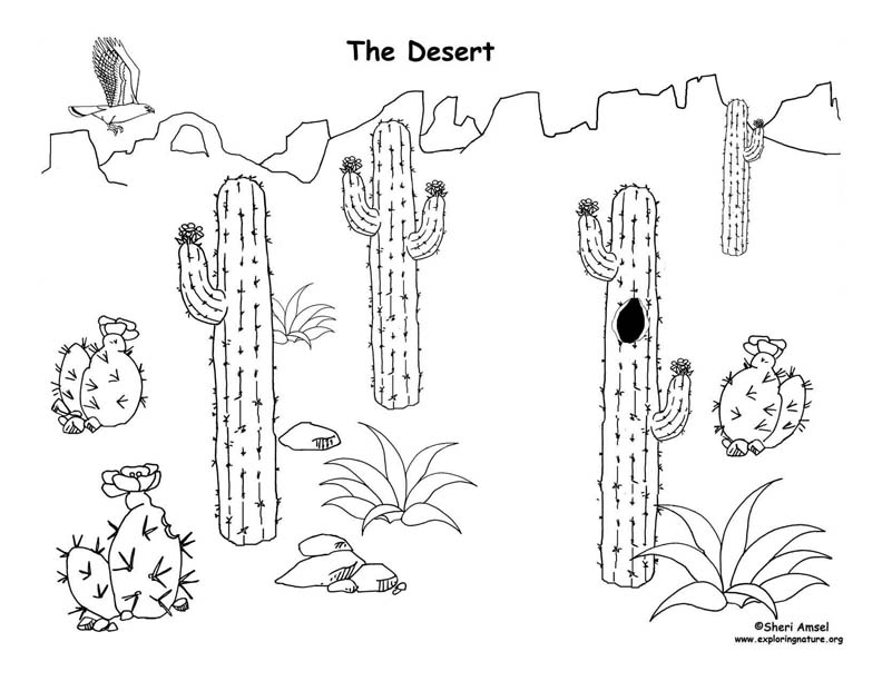 Desert Diorama,White Asparagus Fern