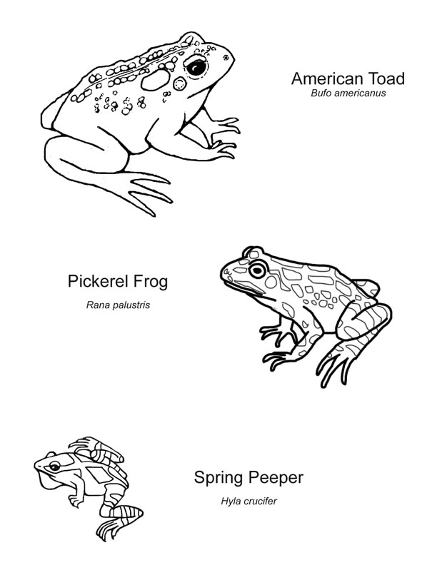 Wetland Habitat Mural