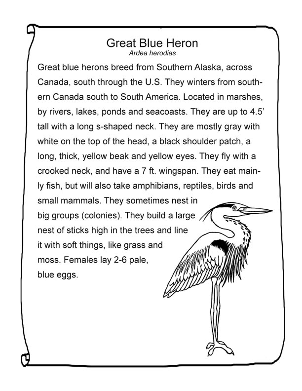 Great Blue Heron