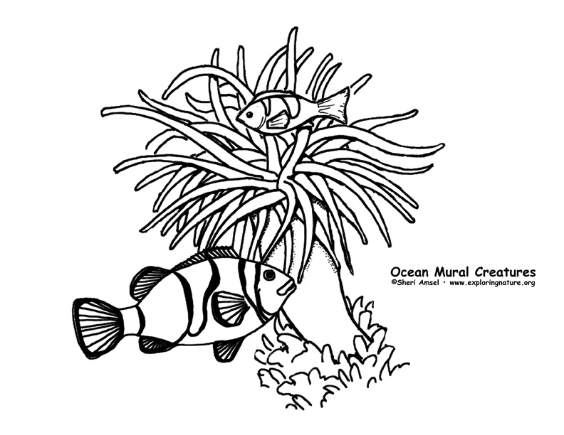Ocean Habitat Mural