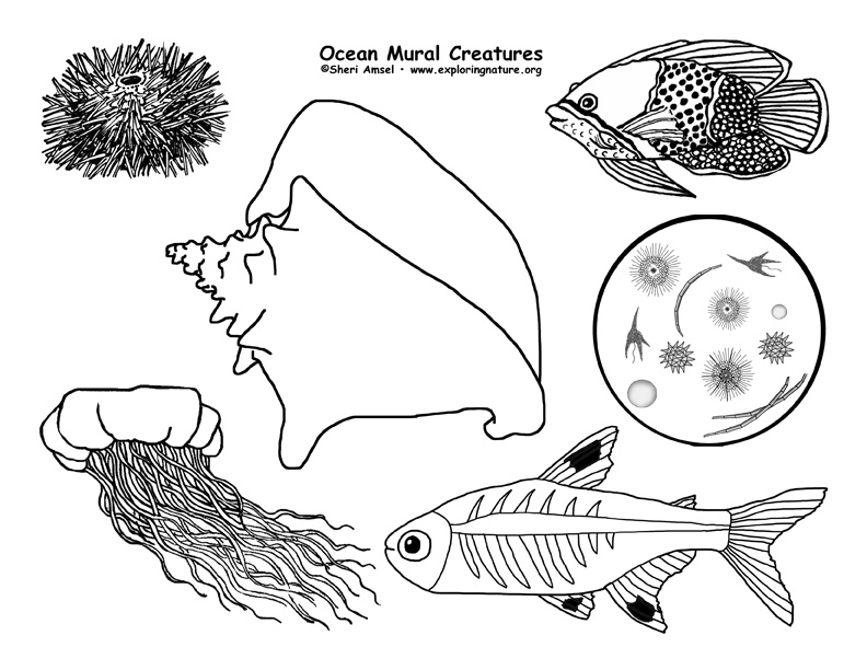 Ocean Habitat Mural Ocean Habitat Mural