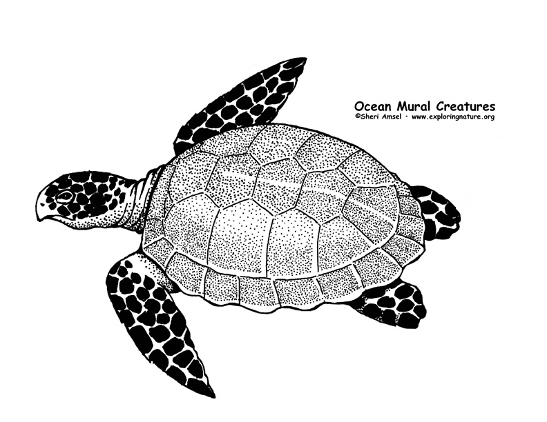 Ocean Habitat Mural