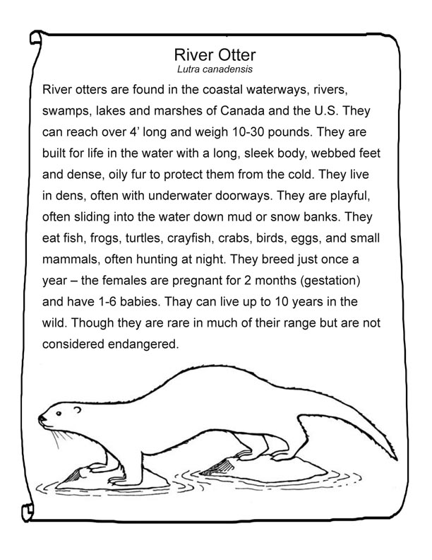 Otter