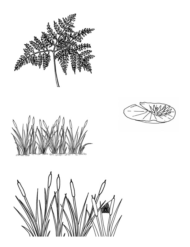 Plants and Trees