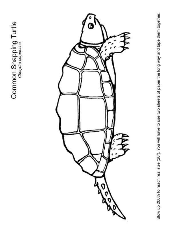 Snapping Turtle