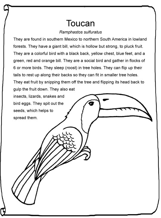 toucan how to reference a website mla