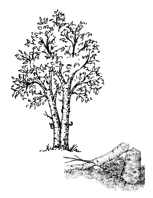 Plants and Trees