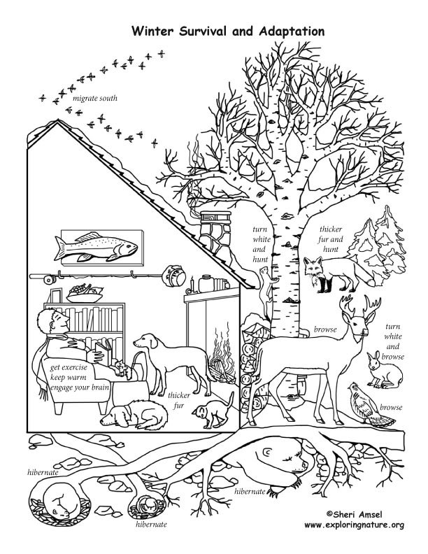 Winter Animal Mural Survival Adaptations