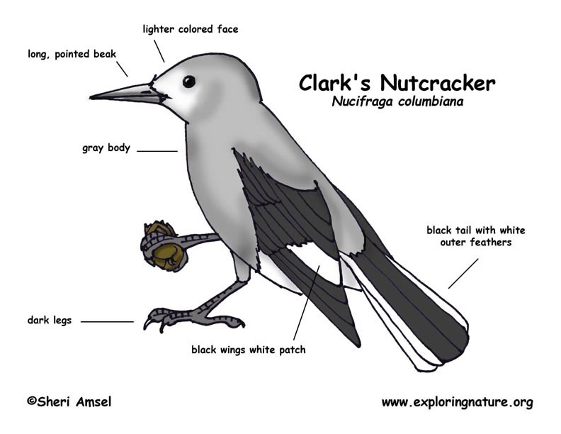 Clark`S Nutcracker Diet
