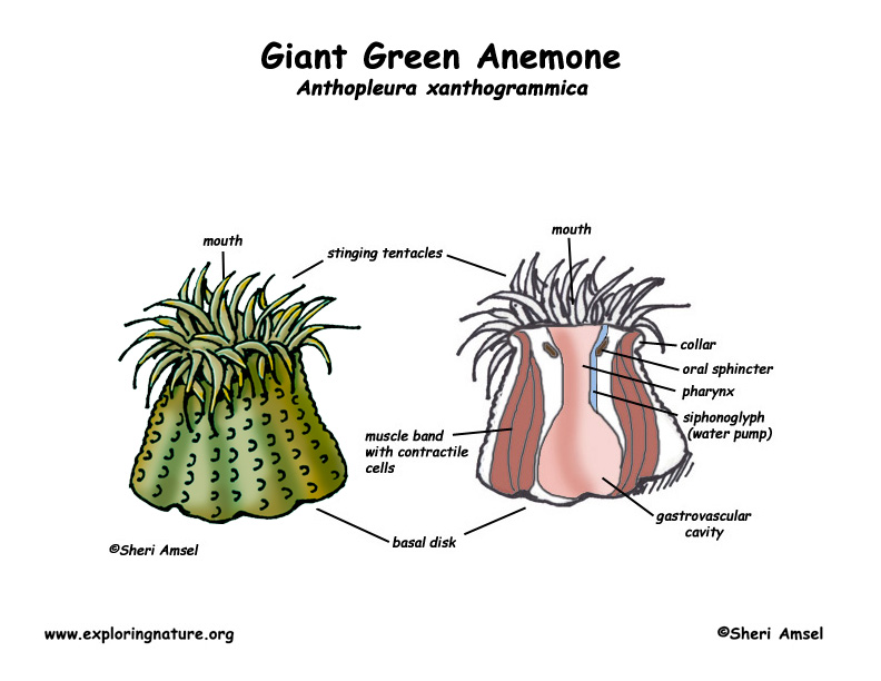 sea anemone labeled diagram